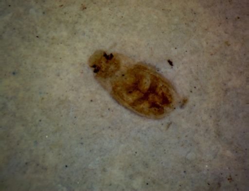undet. Coleoptera