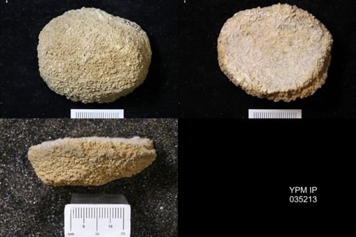 Astraeospongium meniscus