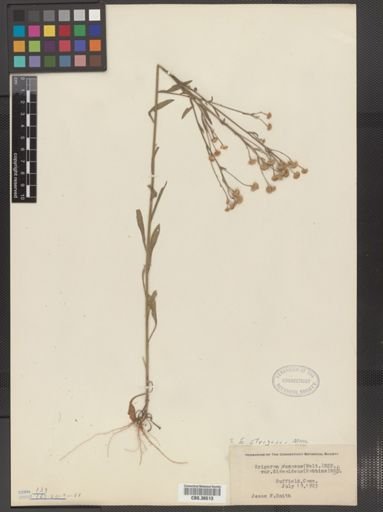 Erigeron strigosus