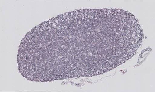 Rana clamitans