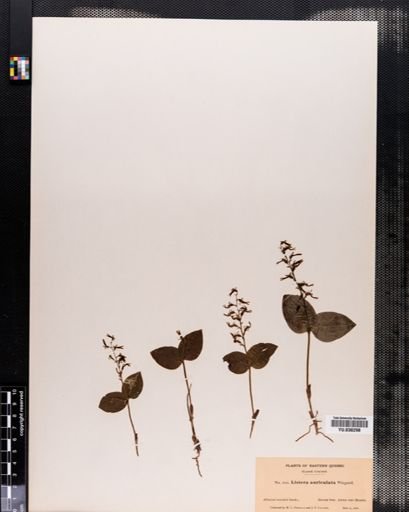 Listera auriculata