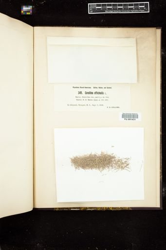 Corallina officinalis