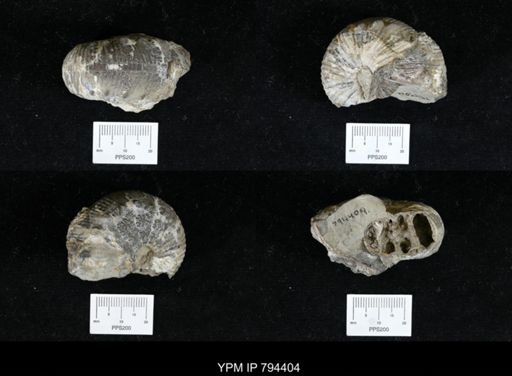 Hoploscaphites nodosus