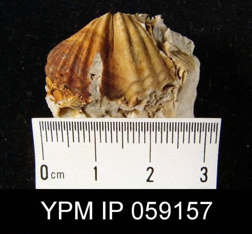 Spirifer sp.