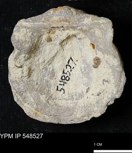 Stropheodonta navalis