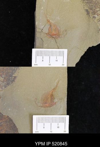 undet. Xiphosurida