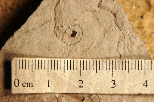 Fraxinopsis minor