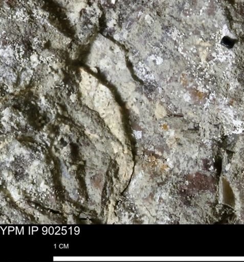 undet. Mollusca