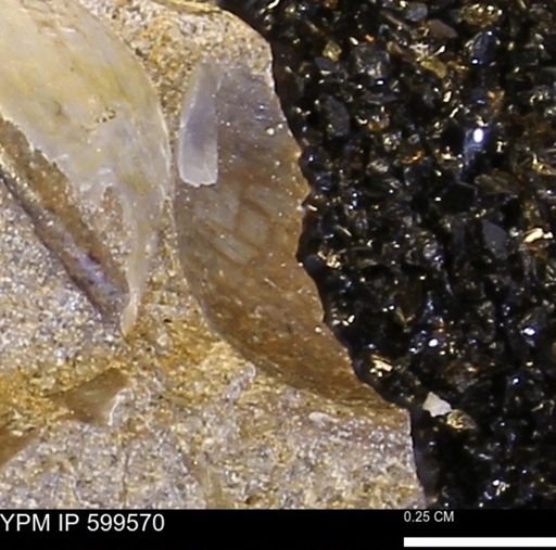 Protocardia subquadrata