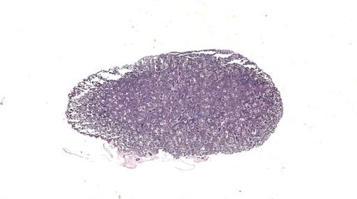 Rana clamitans