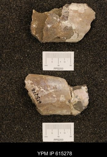 Baculites sp.