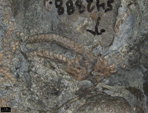 Aplocoma damesii