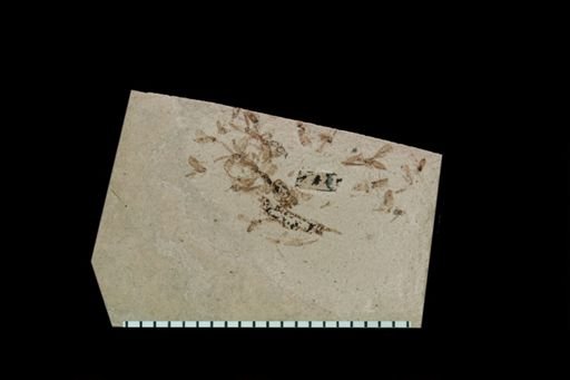 undet. Diptera
