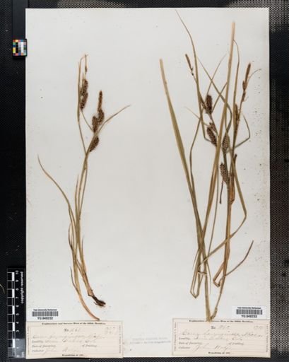 Carex lanuginosa