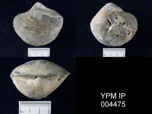 Stringocephalus burtini