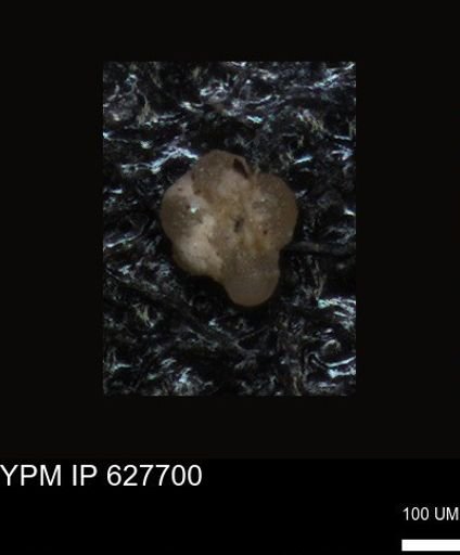 undet. Foraminiferida