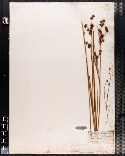Cladium mariscoides