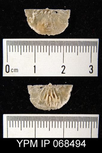 Thaerodonta saxea