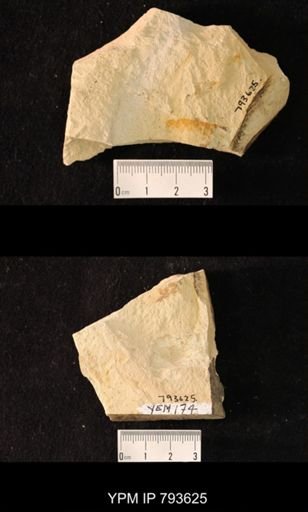 undet. Orthoptera