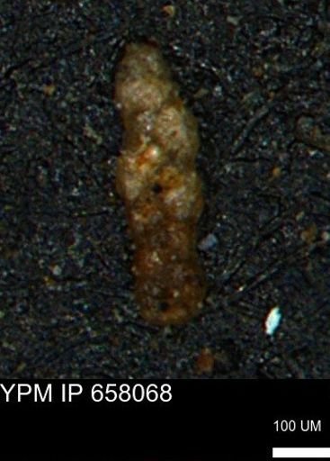 Ammobaculoides phaulus