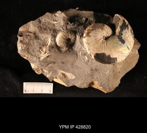 Hoploscaphites comprimus
