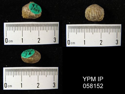 Uncinulus sp.