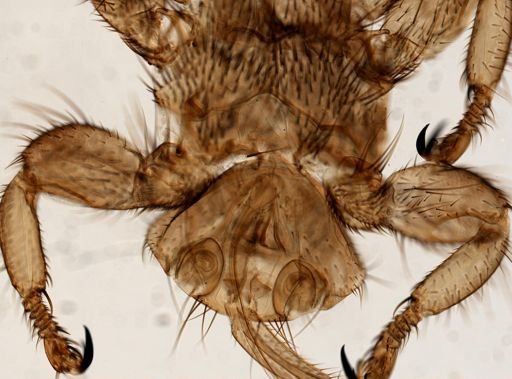 Melophagus ovinus
