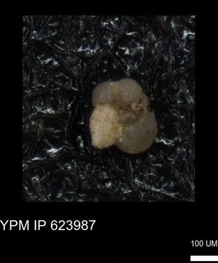 undet. Foraminiferida