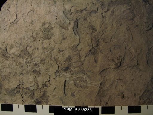 undet. Eurypterida