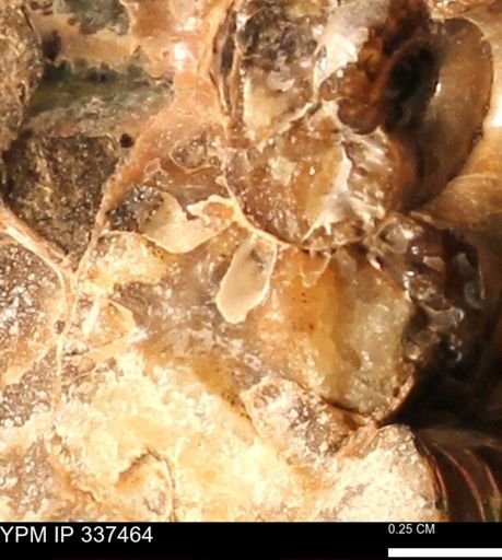 Hoploscaphites sp.