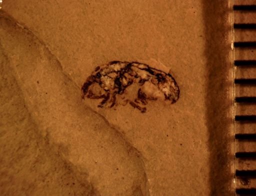 undet. Curculionidae