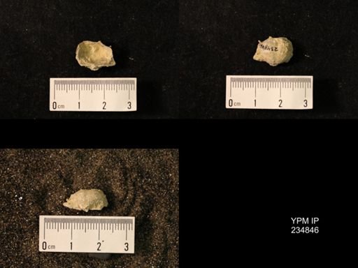 Marginifera wabashensis var. armata
