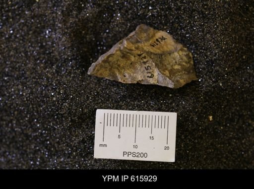 Inoceramus sp.