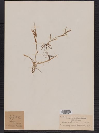 Carex