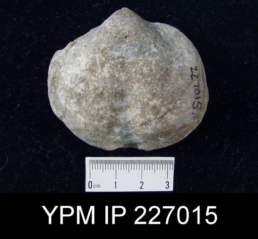 Athyris sp.