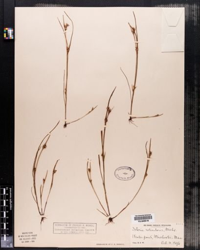 Scleria reticularis