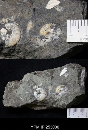 undet. Scaphitidae