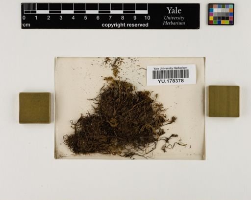 Plantae