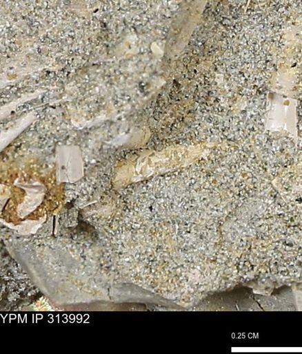 undet. Scaphopoda