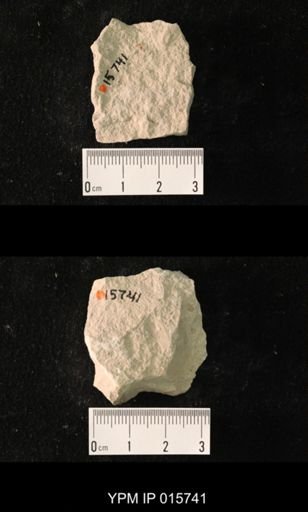 Pycnoblattina curvata