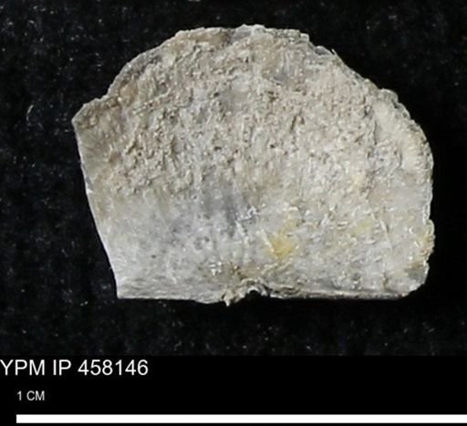 Chonetes mucronatus