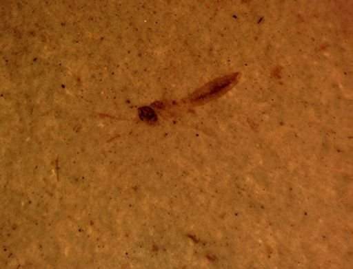 Orthoptera?