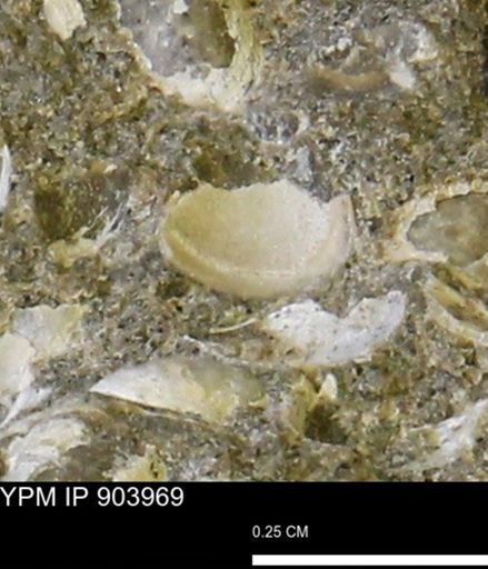 Corbulamella?
