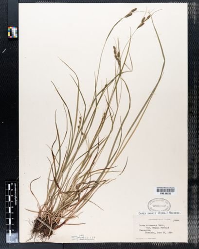 Carex swanii