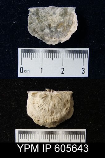 Multicostella sp.