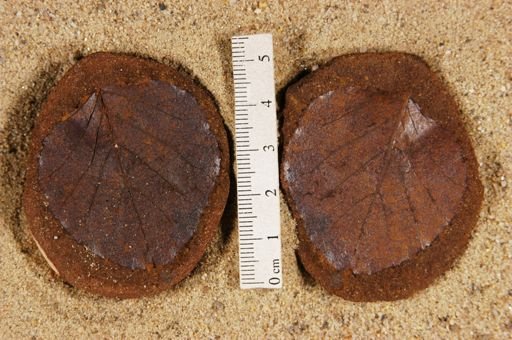 Betulites westii var. obtusus
