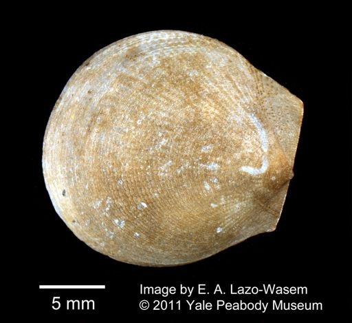 Pectinidae