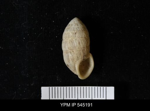 Cerion sp.