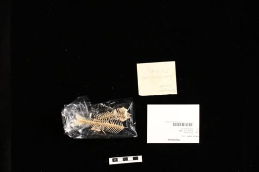 Siluriformes