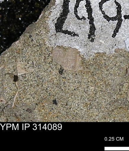 undet. Mollusca